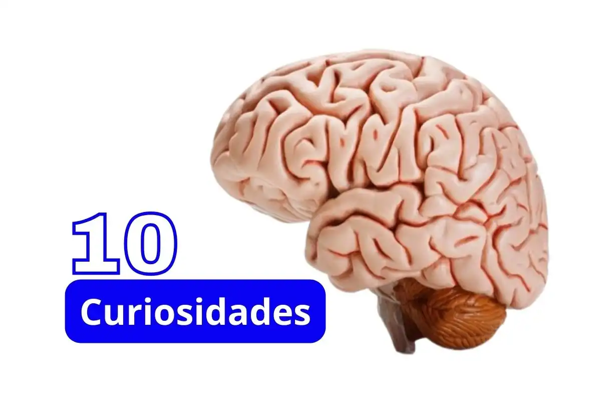 https://www.mybrain.blog.br/public/storage/articles/83524697038898dez-curiosidades-surpreendentes-sobre-o-cerebro-que-voce-precisa-saber-30.webp https://www.mybrain.blog.br/public/storage/articles/83524697038898dez-curiosidades-surpreendentes-sobre-o-cerebro-que-voce-precisa-saber-30.webp